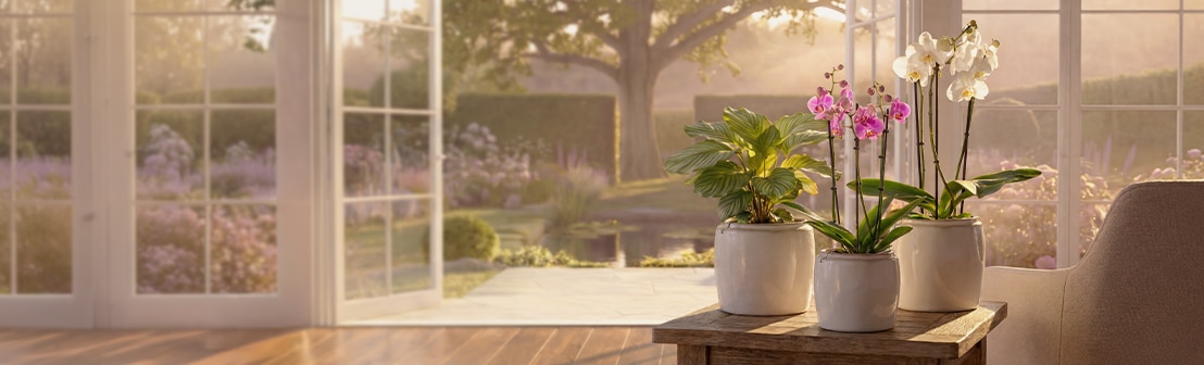 Pflanzenwelt für zuhause: Difiora Verde