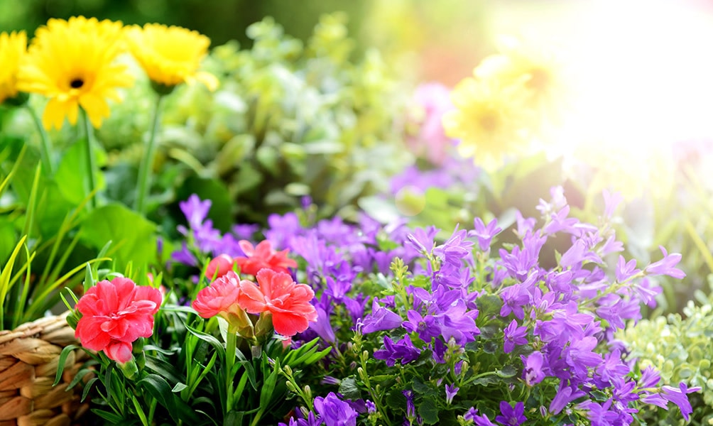 Alles rund um den Garten