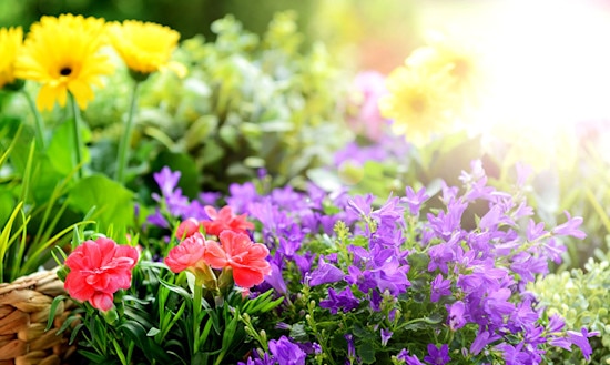 Alles rund um den Garten