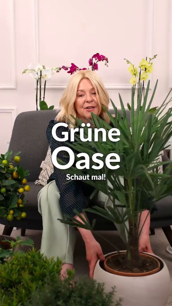 🌴&nbsp;Palmenzauber&nbsp;für&nbsp;jeden&nbsp;Standort!<br/>Robust&nbsp;und&nbsp;vielseitig!&nbsp;Die&nbsp;Hanfpalme&nbsp;gedeiht&nbsp;sowohl&nbsp;in&nbsp;der&nbsp;Sonne&nbsp;als&nbsp;auch&nbsp;im&nbsp;Halbschatten&nbsp;und&nbsp;verwandelt&nbsp;Garten&nbsp;oder&nbsp;Terrasse&nbsp;in&nbsp;eine&nbsp;grüne&nbsp;Wohlfühloase.&nbsp;✨🌿<br/><br/>Folge,&nbsp;um&nbsp;keine&nbsp;Streams&nbsp;mehr&nbsp;zu&nbsp;verpassen
